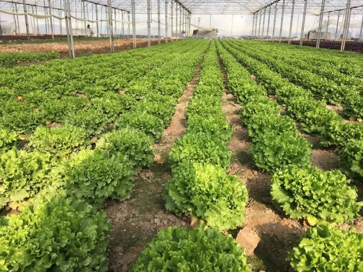 افزایش پنج برابری کشت گلخانه ای در شهرستان جوین 