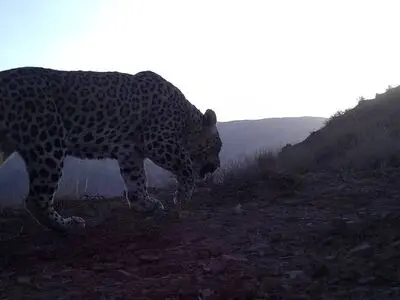 ثبت تصویر چهارمین پلنگ در منطقه شکار ممنوع کوه سفید دماوند 