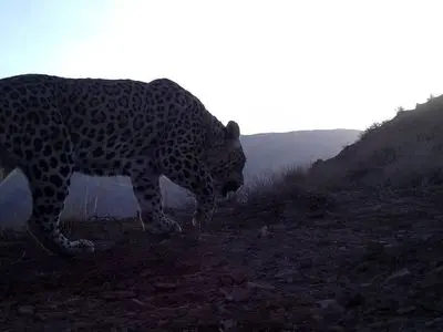 ثبت تصویر چهارمین پلنگ در منطقه شکار ممنوع کوه سفید دماوند 