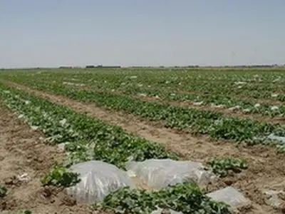 کاشت بذر خربزه در بیش از ۵۰۰ هکتار از اراضی شهرستان سرخه