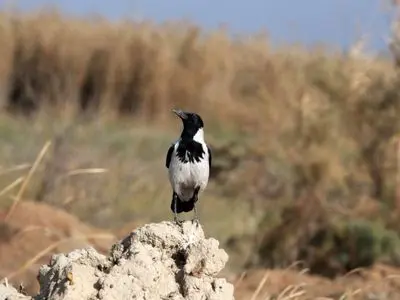 تشدید پایش شبانه‌روزی زیستگاه‌های حیات‌وحش در اصفهان 