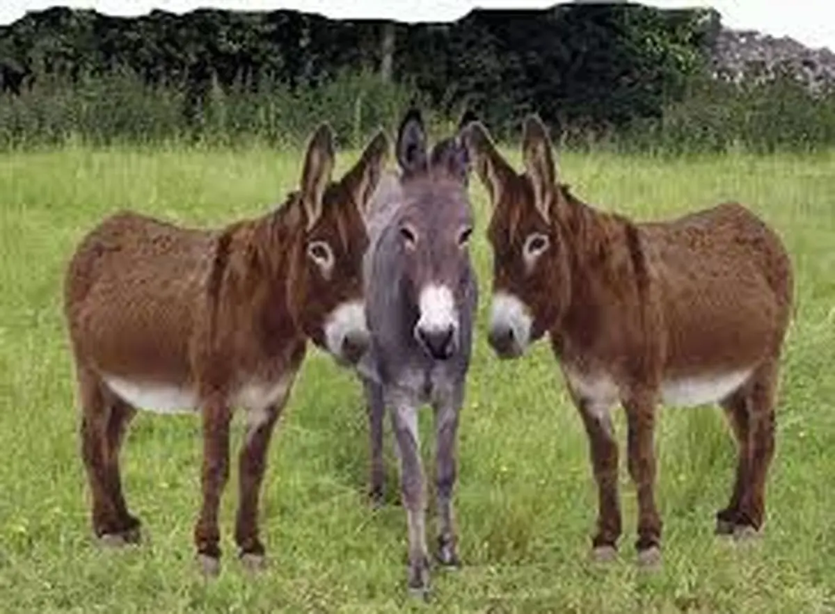 راز شوکه کننده اکسیر جوانی چین