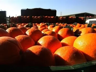 صادرات 500 هزارتنی مرکبات و کیوی مازندران