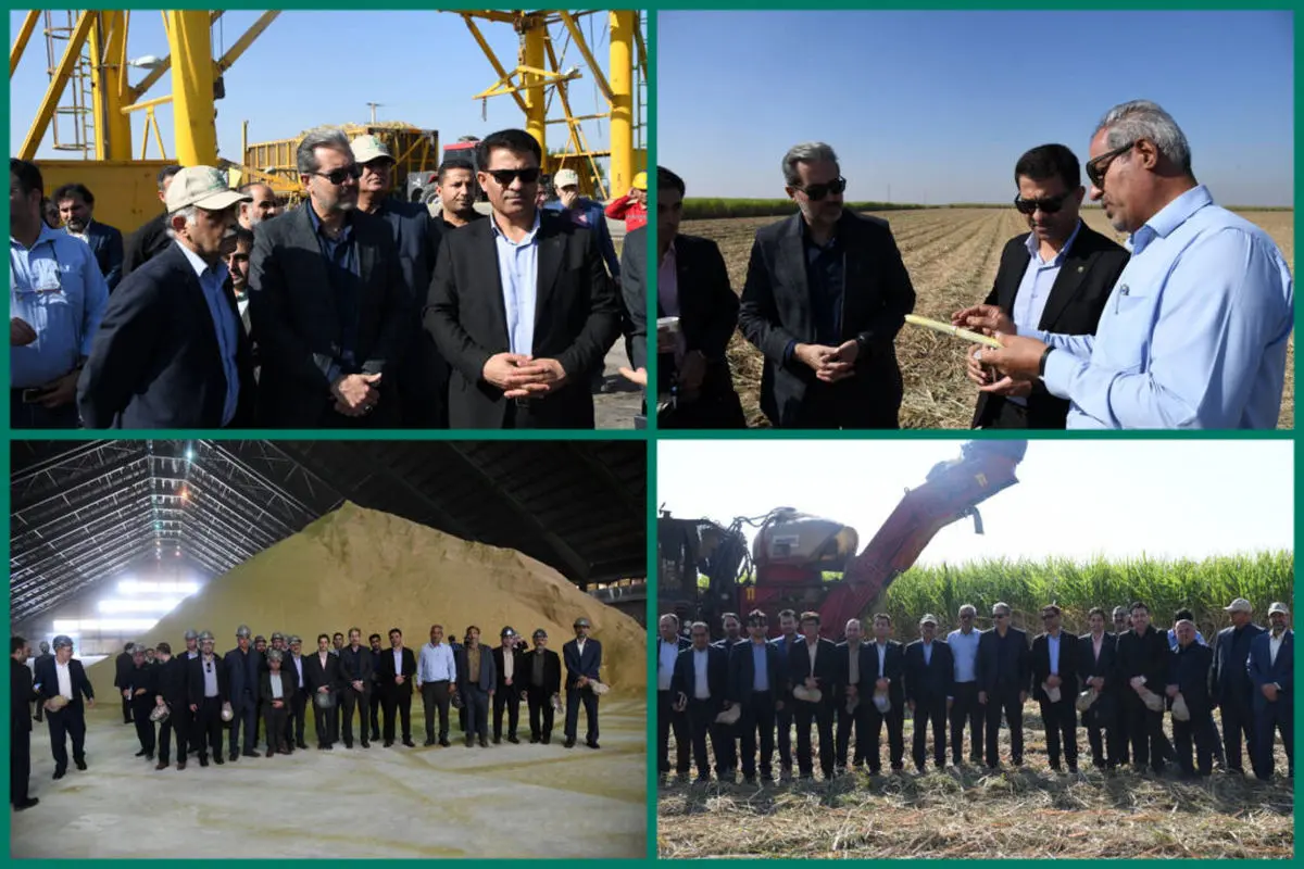 مدیران بانک مسکن خوزستان از روند برداشت سبز نیشکر بازدید کردند