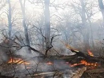 مهار آتش سوزی در ۶ منطقه جنگلی در شهرستان سیاهکل