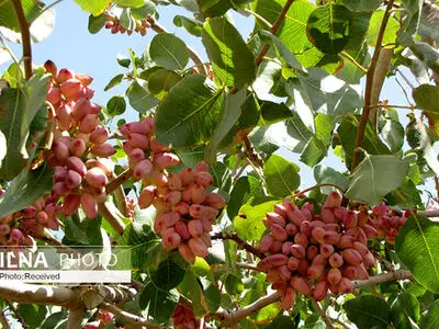 هشتمین جشنواره ملی پسته دامغان 27 و 28 آبان ماه برگزار می شود / دستیار عالی وزیر امور خارجه مهمان ویژه جشنواره