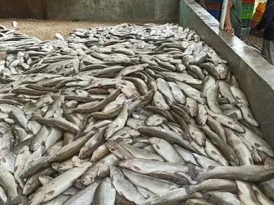 سیل،  270 تُن ماهی در دنا و دیشموک را تلف کرد 