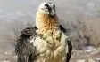 مشاهده پرنده افسانه‌ای هما در خراسان جنوبی