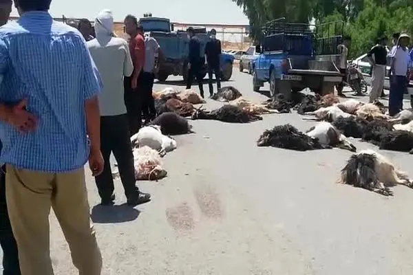  ۶۸ راس گوسفند در حادثه واژگونی کامیون در اردبیل تلف شد