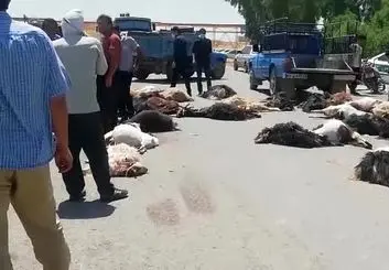  ۶۸ راس گوسفند در حادثه واژگونی کامیون در اردبیل تلف شد