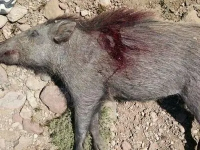 کشف لاشه و اجزای ۳۸ گراز وحشی در دماوند / فعالیت مرکز زیرزمینی فرآوری گوشت فاش شد