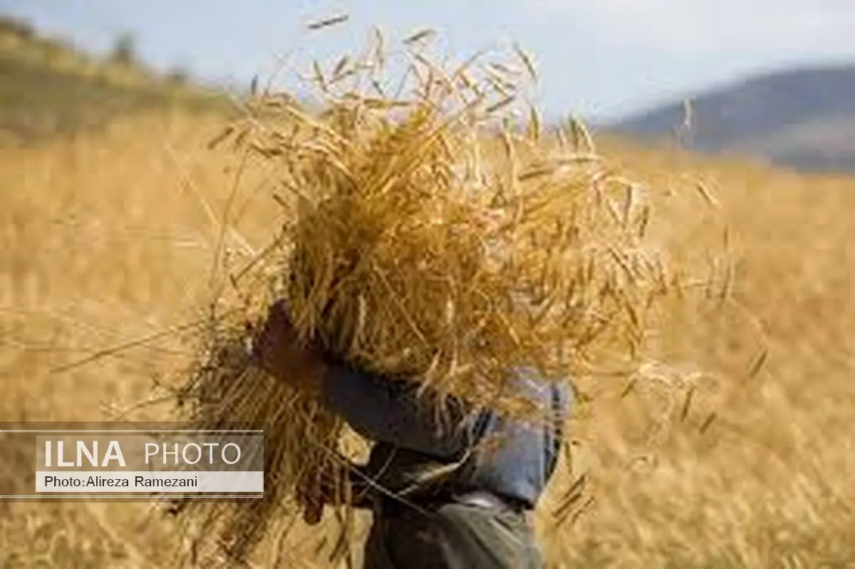 مطالبات گندمکاران مازندرانی هفته آینده پرداخت می شود
