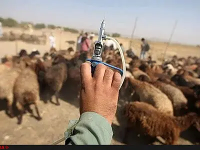 تولید واکسن تب برفکی جوابگوی نیاز داخلی نیست/ میزان استفاده از خمیر مرغ باید در فراورده‌های گوشتی درج شود