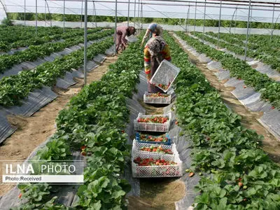  14 گلخانه در همدان افتتاح می شود