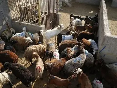 قربانی ۱۸۰۰ راس دام در عید قربان در استان سمنان