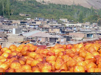 پیش‌بینی برداشت ۴۶ هزارتن آلو درخرو، قطب تولید آلوی کشور