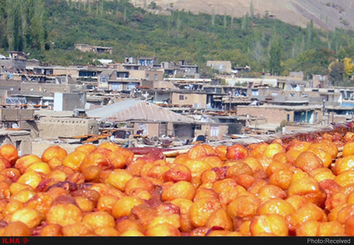 پیش‌بینی برداشت ۴۶ هزارتن آلو درخرو، قطب تولید آلوی کشور