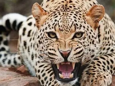 خسارات حیات وحش به دام، باغات و محصولات کشاورزی بیمه شد 