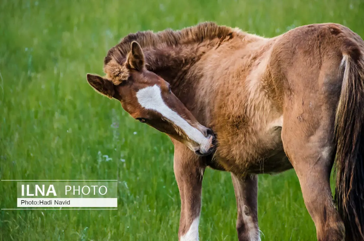 یک خانواده کشمیری اسب خانگی خود را در حمایت از ایران اهدا کردند+ فیلم