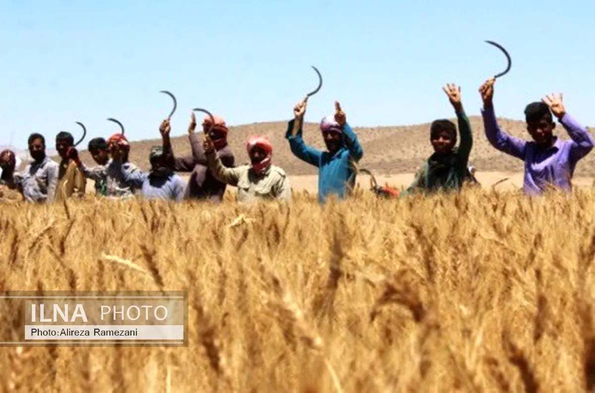 جشن شکرگزاری گندم برگزار می شود