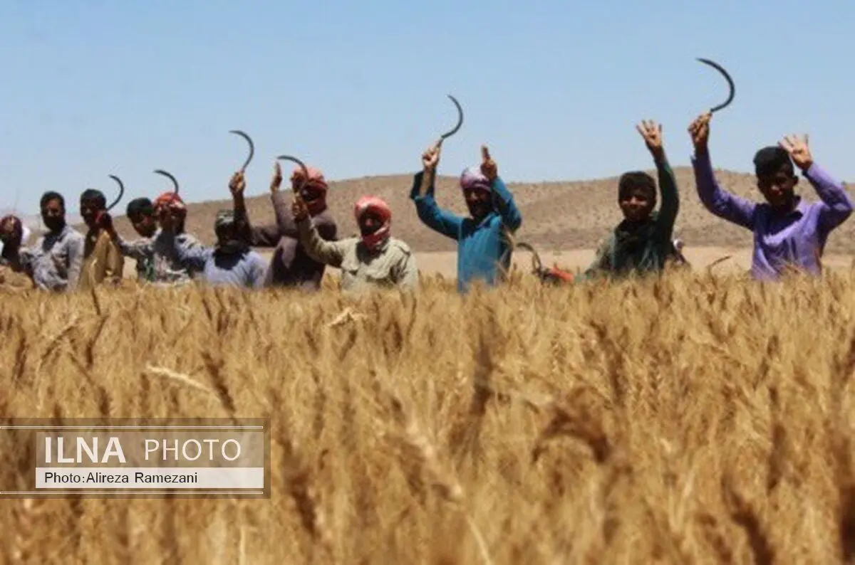 جشن شکرگزاری گندم برگزار می شود