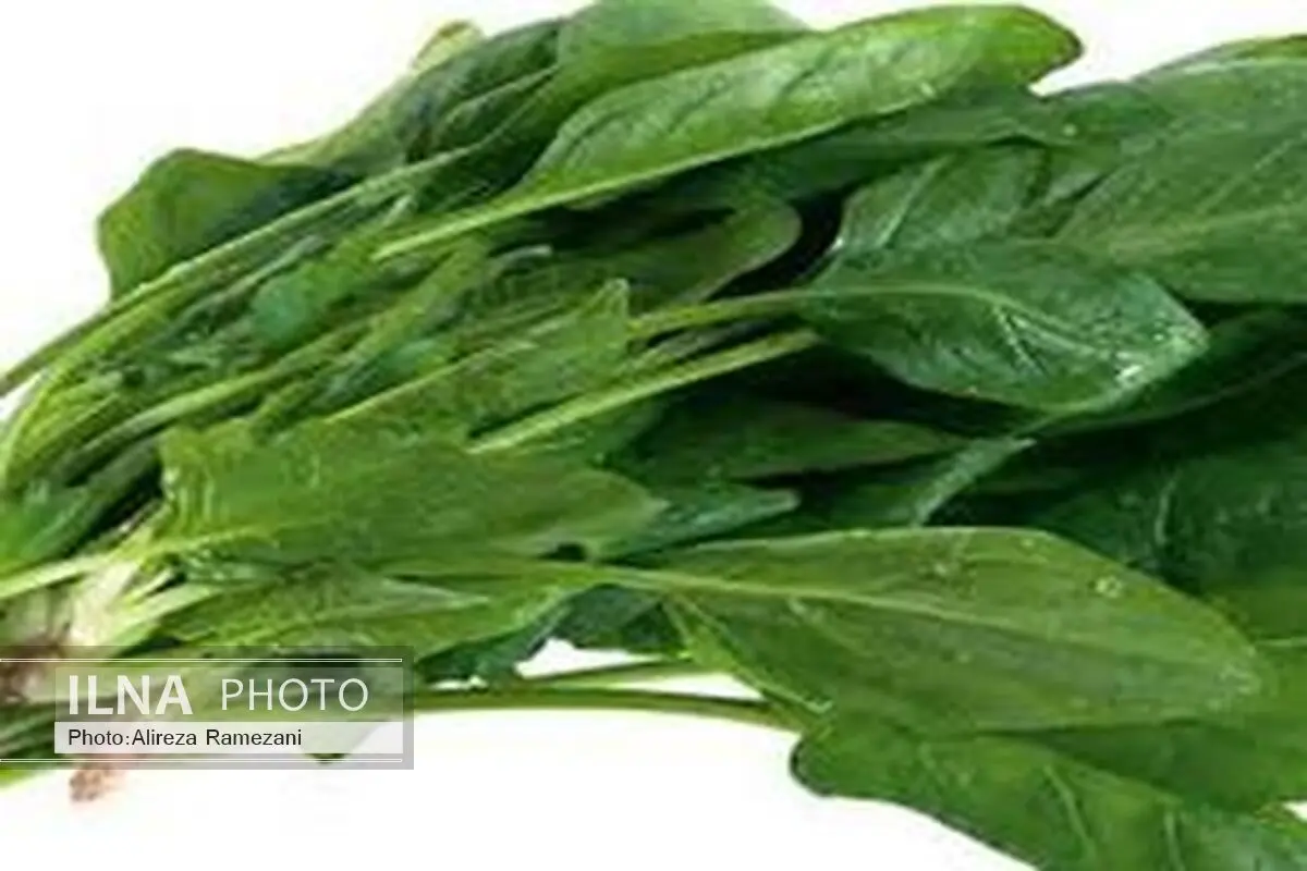 اسفناج گیاه ضد اشتهای معجزه گر برای لاغری 