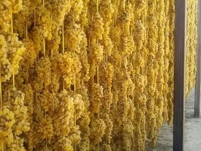 تولید ۱۶هزار تن کشمش تیز آبی در آذربایجان غربی