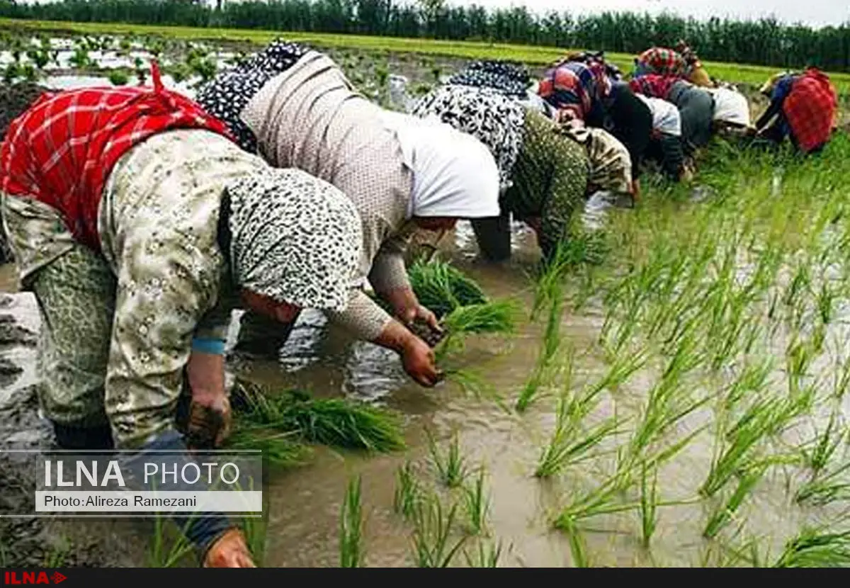 کاهش 20 درصدی واردات برنج/ کشاورزان دغدغه قیمت ندارند