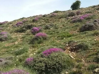 هرگونه بهره‌برداری از منابع طبیعی باید در قالب طرح انجام شود