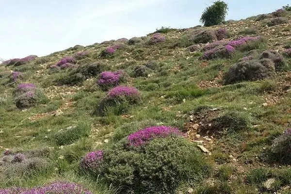 هرگونه بهره‌برداری از منابع طبیعی باید در قالب طرح انجام شود