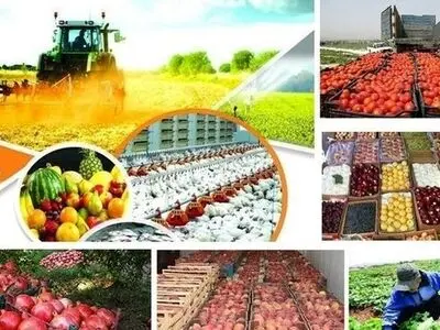 حمایت همه جانبه از بخش کشاورزی رویکرد وزارت‌ جهاد کشاورزی است / اختصاص تسهیلات 85 درصدی برای آبیاری نوین