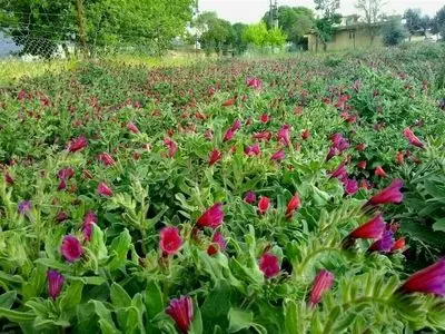 توسعه گیاهان دارویی قش مهمی در رفع محرومیت و ایجاد فرصت‌های شغلی در این شهرستان ایفا کند