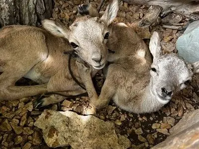 دستگیری متخلف زنده‌گیری دو بره میش وحشی در دماوند