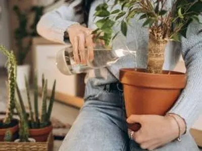 روش صحیح آبیاری گیاهان آپارتمانی