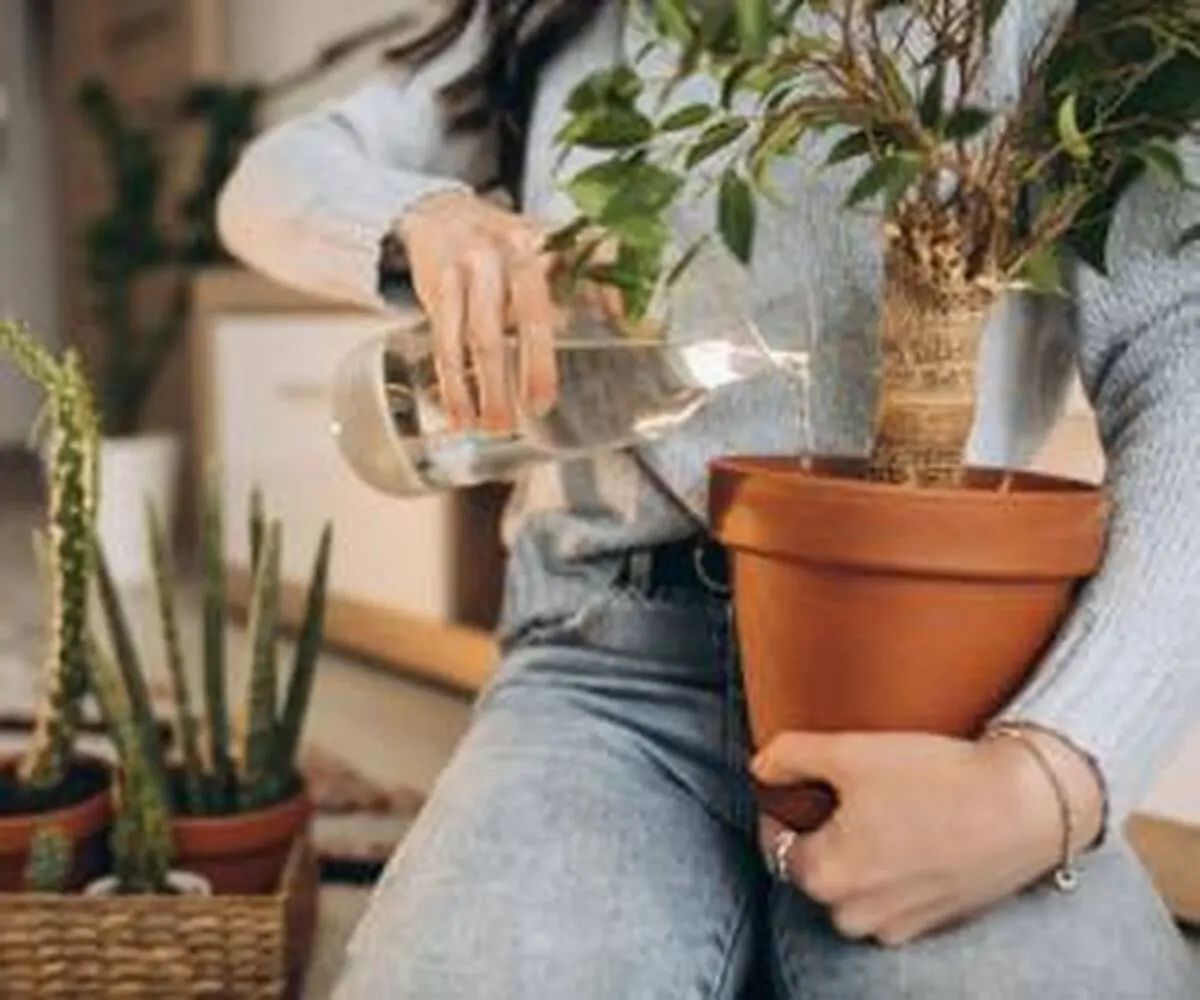 روش صحیح آبیاری گیاهان آپارتمانی