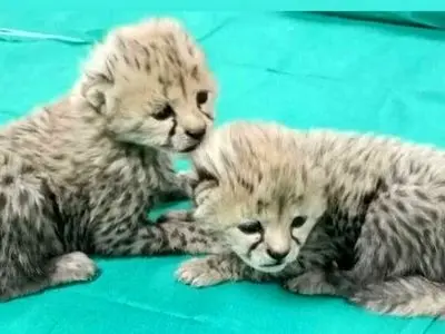 جدیدترین فیلم از ۲ تولهیوز ماده پارک ملی توران