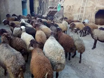 پروار ۹۵ هزار رأس دام سبک در استان سمنان