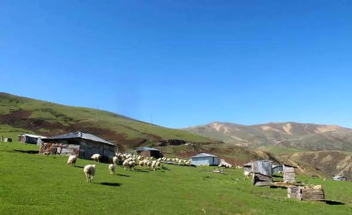 تا نیمه خرداد دامداران برای چرای دام‌شان به مراتع نروند