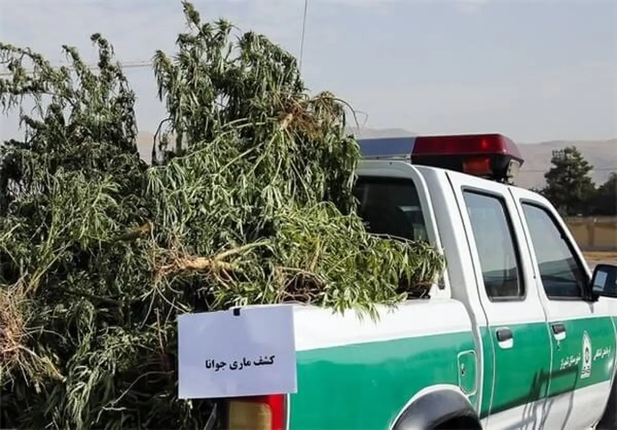 زمین زیر کشت ماری جوانا کمتر از یک هکتار بود/ متهم در اختیار دستگاه قضایی است