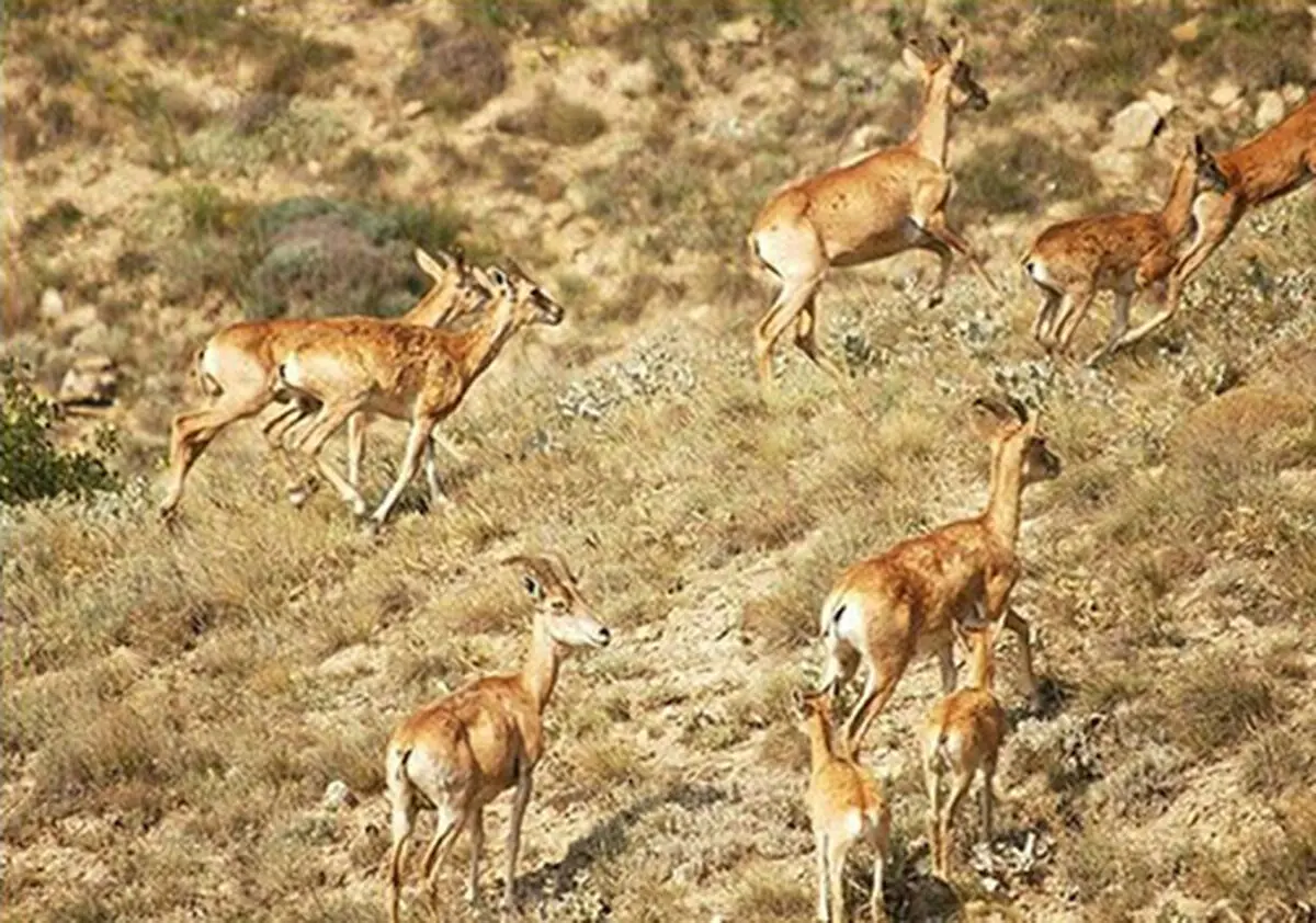 رشد ۱۴ درصدی آمار حیوانات ساکن پارک ملی بمو