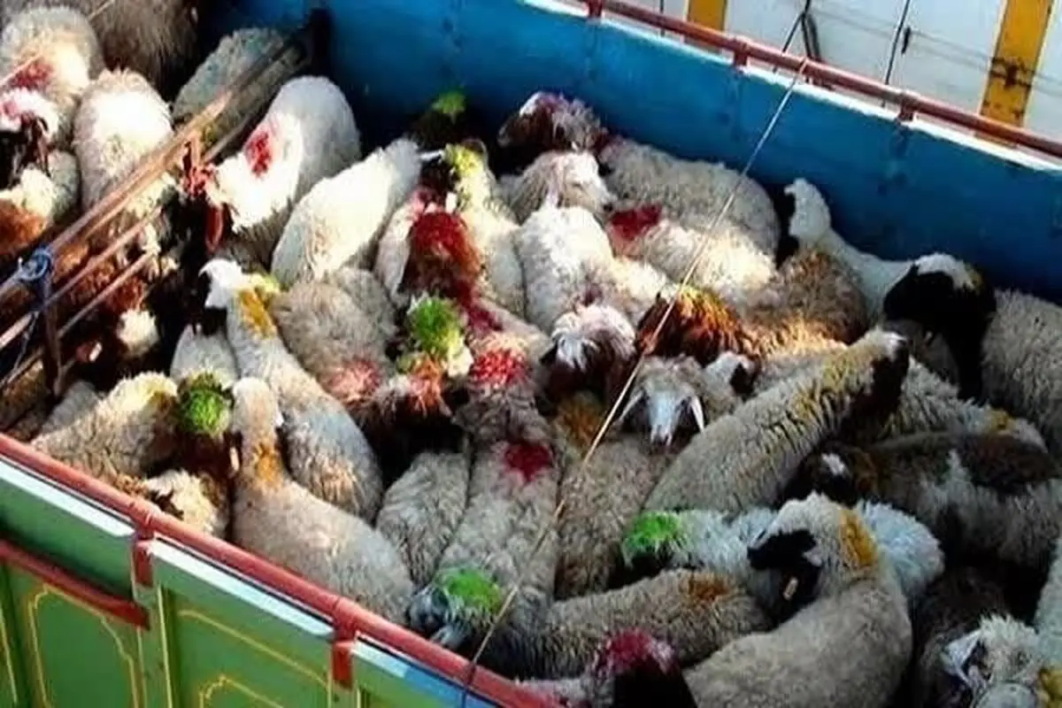 کشف ۹۹۵ رأس دام قاچاق در مرزهای آذربایجان‌غربی
