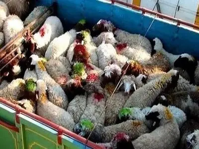 کشف ۹۹۵ رأس دام قاچاق در مرزهای آذربایجان‌غربی