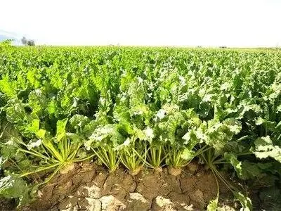 با تاسیس کارخانه برای چغندر پاییزه تا 3 سال آینده به خودکفایی می رسیم/ افزایش 60 درصدی تولید چغندر پاییزه در کشور
