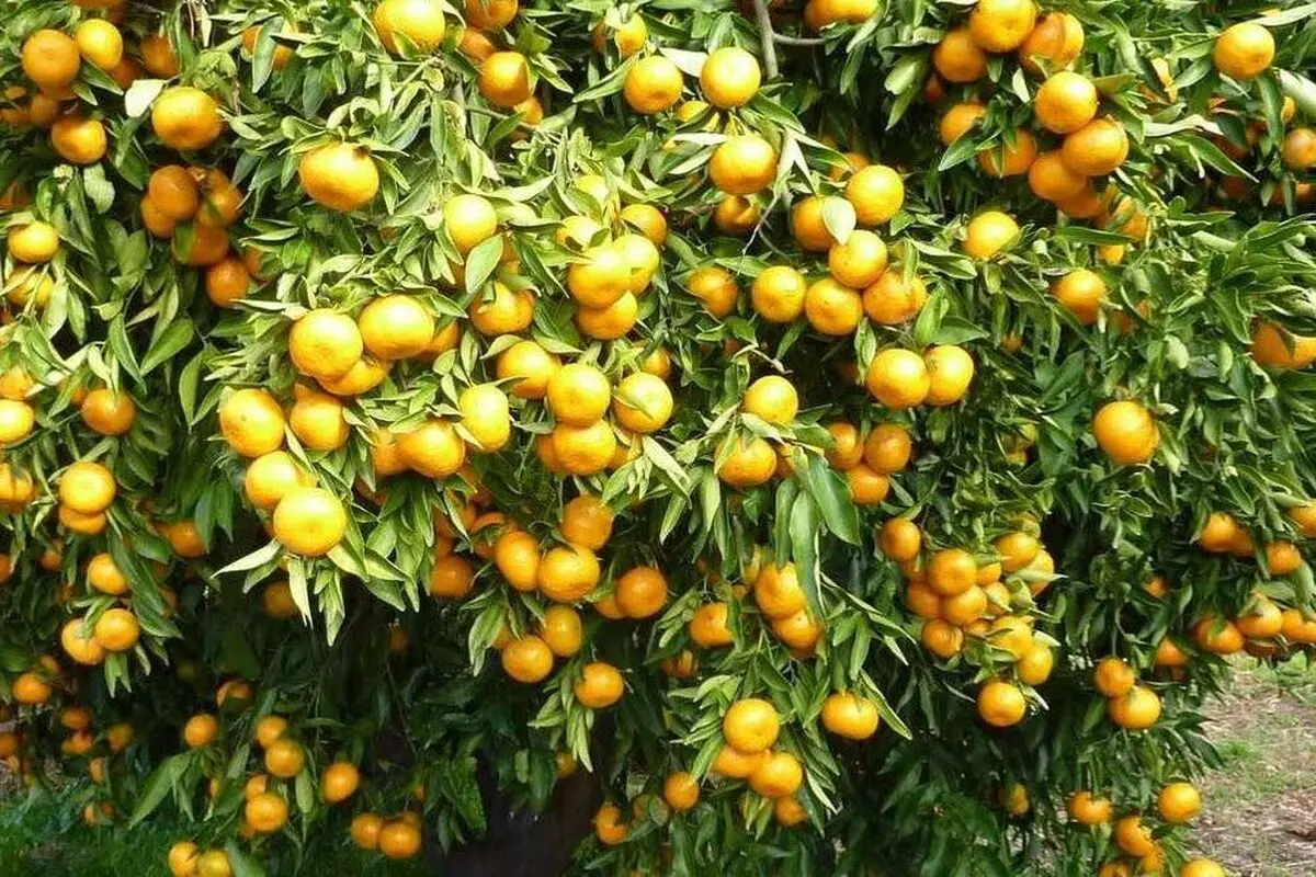 آغاز حمل پرتقال مازندران به استان‌های دیگر برای تامین مصرف شب عید/ مازاد مصرف را باید صادر کنیم/آماری از واردات قاچاق پرتقال نداریم
