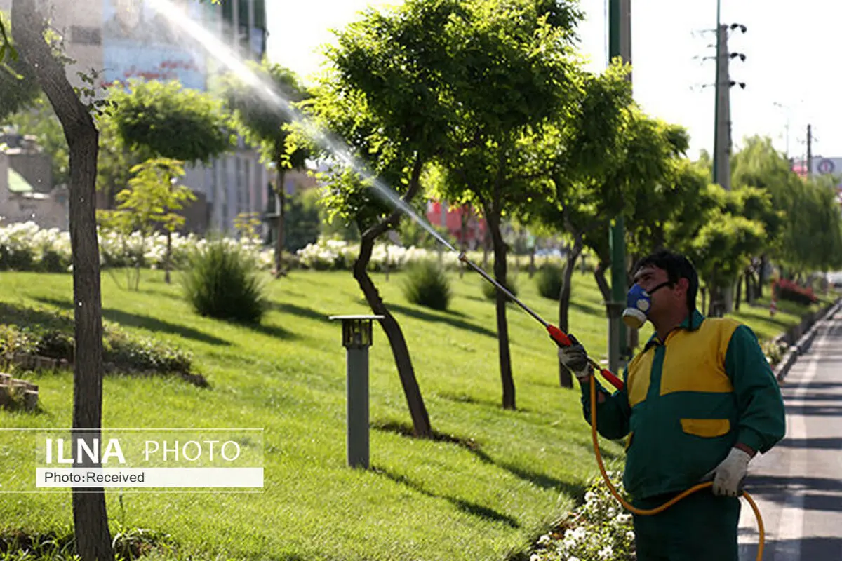 عملیات احیای درختان آسیب‌دیده در بوستان‌های شهر با استفاده از قارچ‌کش‌های گیاهی اجرا شد