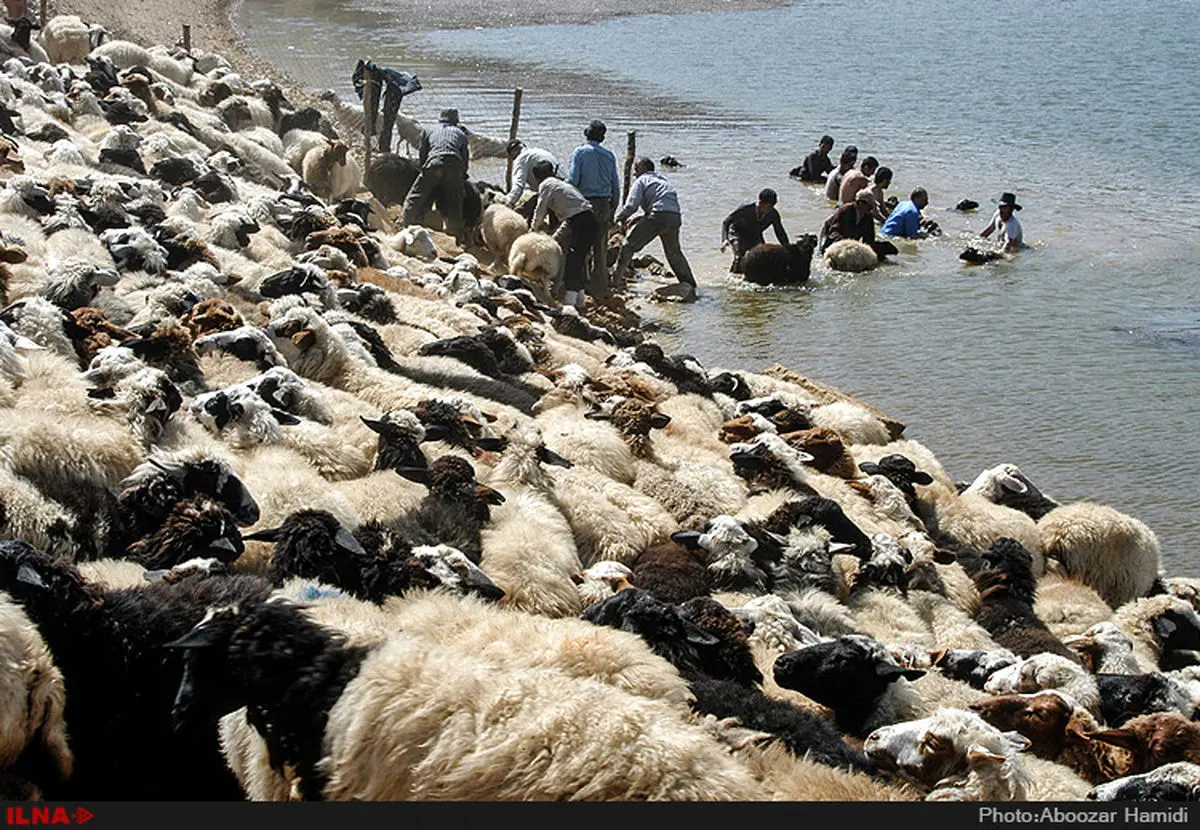 کمک به حل مشکلات دامداران رودبار با تشکیل شورای عشایری