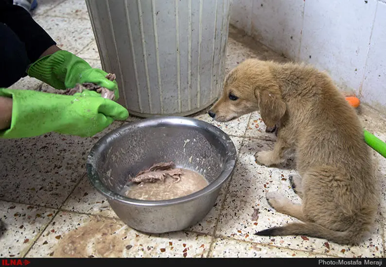 پناهگاه حیوانات حامی وفا، قزوین