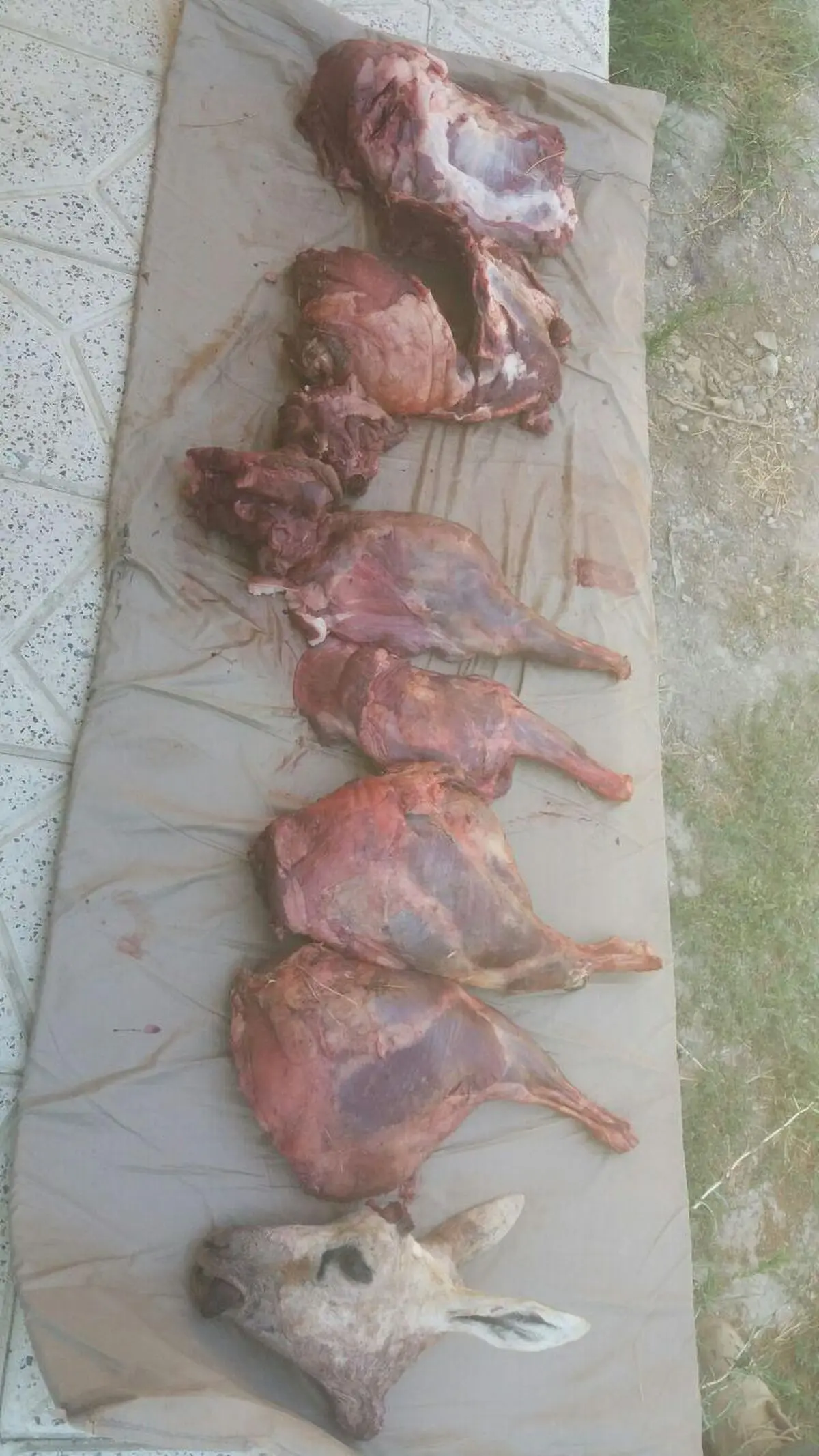 کشف لاشه یک راس آهو از شکارچیان متخلف در سرخس
