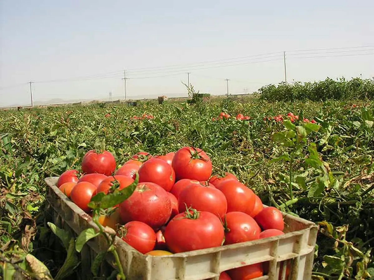 آغاز خرید حمایتی گوجه فرنگی در آذربایجان غربی 
