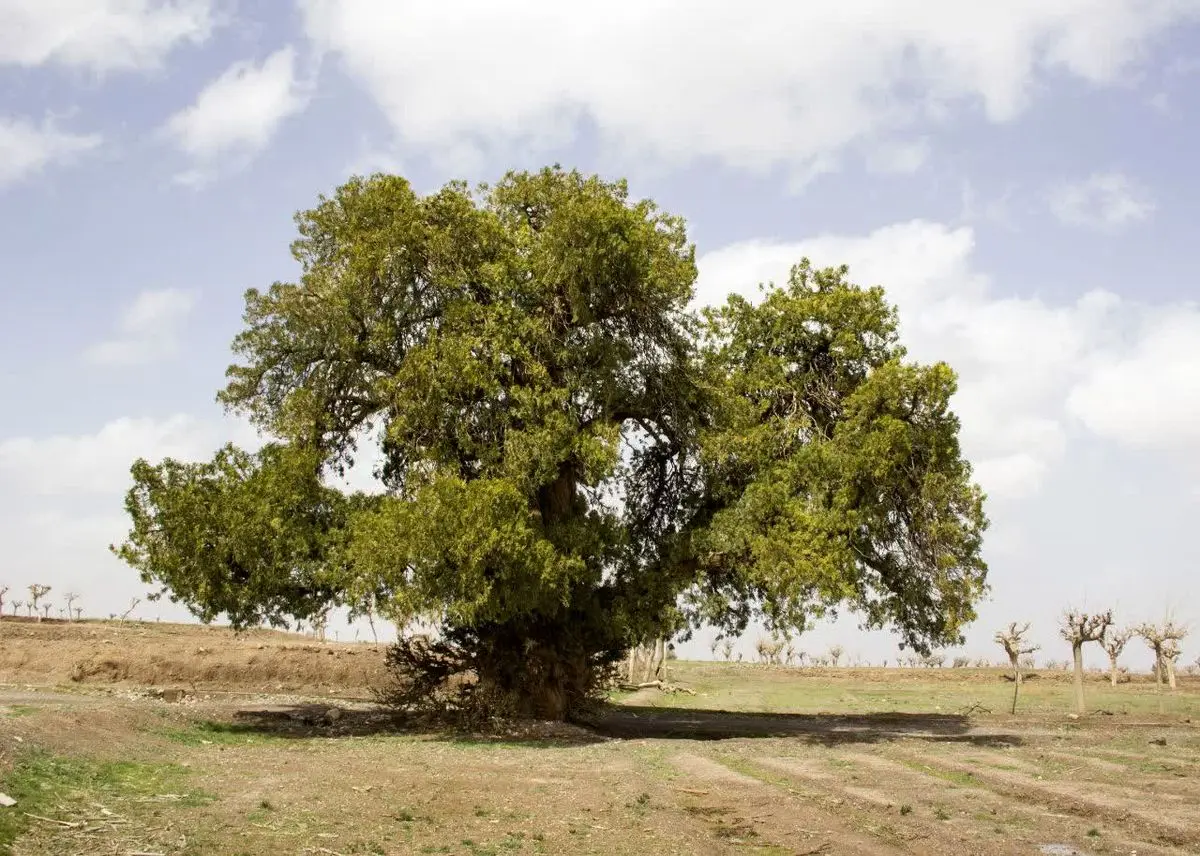 برگزاری آئین رونمایی از لوح ثبتی درخت کهنسال سرو نوش روستای زیبد